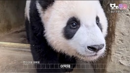 더쿠 - 루이 출근 싫어서 가자미눈 되는구나