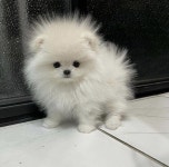 더쿠 - 🐶언니 나는 피카츄가 아니야!!!