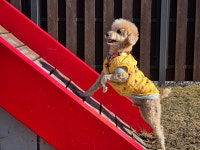 더쿠 - [자랑글] 가나디랑 애견캠핑장 다녀왔어!