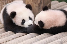 더쿠 - 루이랑 놀고 싶은 후이 ㅠㅠㅠ