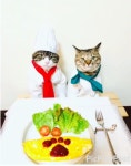 더쿠 - 🐱어서오세요 고등어 냥믈렛 전문점 입니다~