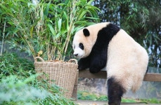 더쿠 - 한국에서 지내는 푸바오의 마지막 가을..🍂🍁🐼