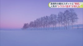 더쿠 - 결국 벌채된 홋카이도 비에이의 자작나무 jpg