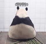 더쿠 - 이뻐이뻐 아이바오 뒷태.jpgif (판다인가 삼각김밥인가)