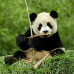 더쿠 - 루루할배 어릴적이라는데