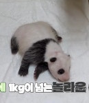 더쿠 - ㅇㄷㅂ 아니 포바오 진짜 돼지