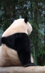 더쿠 - 용인에서 잘 놀던 아기 판다🐼