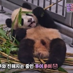 더쿠 - 루이 앞머리 내렸따요