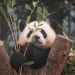 더쿠 - 댓잎 냄새 맡고 코꾸몽 커진 후이바오🐼🩷🌰