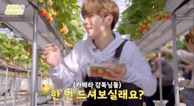 더쿠 - 야 덬들아 나 이제 성찬타로 무해 그거 깠는데 딸기농장푠은 꼭 봐라 (요약