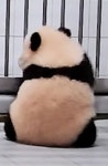 더쿠 - 볼살 깨물어 볼 수 있는거임? 아기판다도?