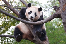 더쿠 - 어제 야외 푸공주 볼래?