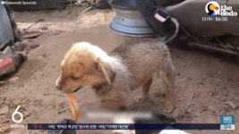 더쿠 - 보호단체 직원들 보고 아끼던 식빵을 물고 온 유기견