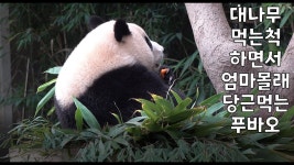 더쿠 - 전생같이 느껴지는 푸바오ㅠㅠ