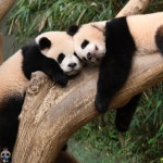 더쿠 - 🐼 쌍둥바오 체형차이