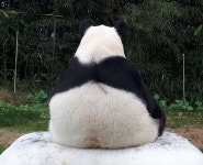 더쿠 - 요 삼각김밥은 러바오 맞나?