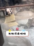 더쿠 - 애착 돗자리 널어 놓고 팡팡 터는 판다 멍얼이 ㅋㅋㅋㅋㅋ 🐼😮😮