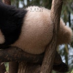 더쿠 - 나무 위에서 놀고 있는 귀여운 루이