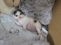 더쿠 - 아기고영이가너무좋음 눈뜬지 얼마안된, 장난감흔들어도 멀뚱멀뚱 지능없는눈으로 처다만보고, 영원히맘마를찾고 맘마만이 삶의이유인... 