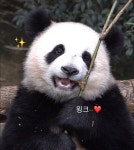더쿠 - 🐼후이바오의 후야핑~🐼