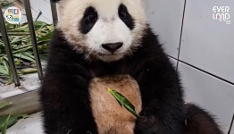 더쿠 - 댓잎 먹는 루이 왜케 예쁘냐