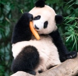 더쿠 - 용인에서 잘 놀던 아기 판다🐼