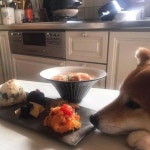 더쿠 - 🐶어서오세요 오후에만 운영하는 멍식당 입니다~