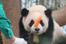 더쿠 - 루이 큰눈이 더 커진 이유