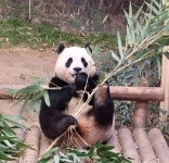 더쿠 - 용인에서 잘 놀던 아기 판다🐼