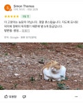 더쿠 - 파르테논 신전 옆 Chonky cat라는 관광 명소를 발견 당연히 포토스팟이겠거니 클릭했는데… 무려 별점 4.8⭐️에 빛나는 “고양이”... 