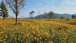 더쿠 - 꽃농사를 처음 지어본 사람의 오늘자 피크민 후기