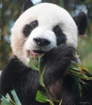 더쿠 - 이보다 더 동그라미인 판다 본 적 있는 돌멩?