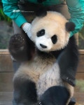 더쿠 - 난 후이라고 해🐼