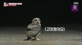 더쿠 - 동물농장 저번주 레전드 회차 수리부엉이 가족과 둘째 이야기.jpg