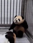 더쿠 - 후스퍼 그 후... 졸귀탱임