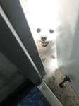 더쿠 - 전 굽는 냄새 맡고 놀러온 옆집 댕댕이.jpg