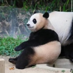 더쿠 - 🐼 : 엄므아아아악....?