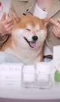 더쿠 - 후명호네 강아디 너무 귀여움 푸짐 그자쳌ㅋㅋㅋㅋ