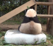 더쿠 - 이것은 판다인가? 현미 삼각김밥인가? 🐼