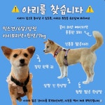더쿠 - 🚨🚨강아지 아리를 찾습니다!! 양평동/선유도/여의도/당산 부근
