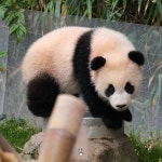 더쿠 - 후이 맨날 꼬리곰탕 만드네ㅋㅋㅋ