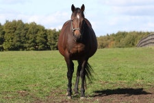 더쿠 - 요즘 앞서가는 목장이 하는 일(경주마)