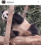 더쿠 - 동생 1바오(쨔바오)의 행태가 영 마음에 안드는 푸바오 언니.jpg