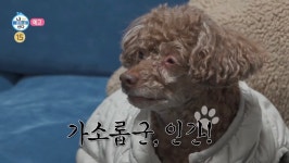 더쿠 - 다음주 재미날것같은 이주승 + 강아지코코 에피소드 (나혼산)
