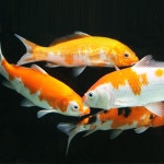 더쿠 - 미시간에서 발견된 붉은 잉어같은 컬러의 암컷 흰올빼미