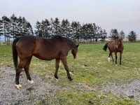 더쿠 - 겨울휴가 떠나는 할머니선생님(경주마)