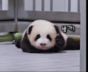 더쿠 - 방가🐼