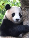 더쿠 - 용인에서 잘 놀던 아기 판다🐼