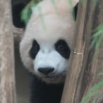 더쿠 - 루이바오💜🐼 내가 다 보고있슈 다 봤슈!! 다 봤슈우!!!