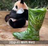 장화로진평점 | 더쿠 - 장화로 보는 푸바오의 성장. jpg